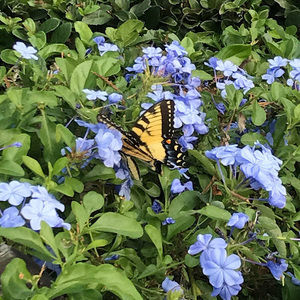 Meet your Posher, Xeena